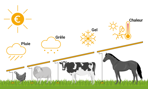 L’agrivoltaïsme protège le bétail des phénomènes météorologiques extrêmes L'agrivoltaïsme protège le bétail des phénomènes météorologiques extrêmes